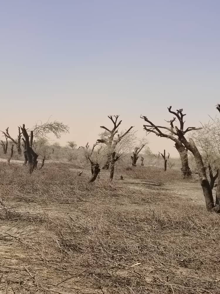 IMG-20250601-WA0677 الاعتداء علي الغطاء النباتي بولاية النيل الابيض جراء انتهاكات الدعم السريع يقدر بحوالي 35٪ من مساحة الولاية