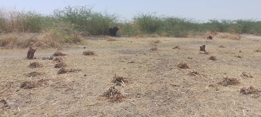 IMG-20250601-WA0678 الاعتداء علي الغطاء النباتي بولاية النيل الابيض جراء انتهاكات الدعم السريع يقدر بحوالي 35٪ من مساحة الولاية