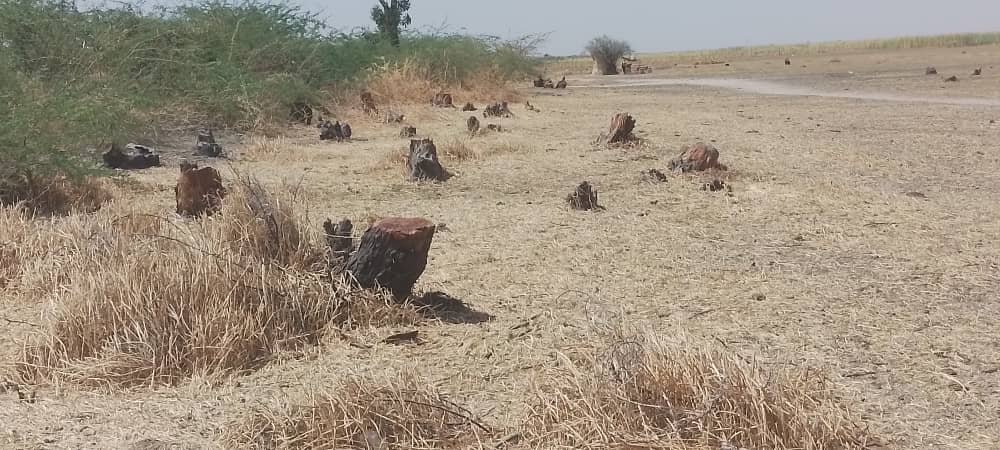 IMG-20250601-WA0680 الاعتداء علي الغطاء النباتي بولاية النيل الابيض جراء انتهاكات الدعم السريع يقدر بحوالي 35٪ من مساحة الولاية